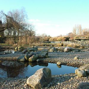 Steamer Duck Pen at Martin Mere, 28/01/11