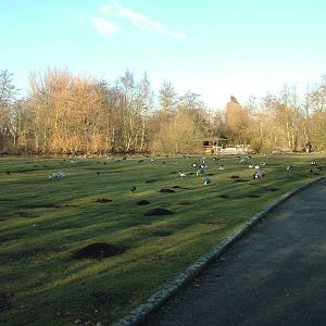 European Pen at Martin Mere, 28/01/11