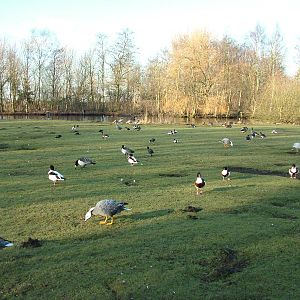 European Pen at Martin Mere, 28/01/11