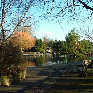 General View at Martin Mere, 28/01/11