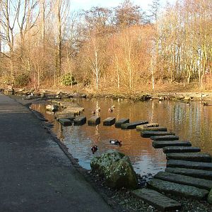 Oriental Pen at Martin Mere, 28/01/11