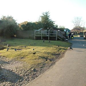 Oriental Pen and Otter Exhibit at Martin Mere, 28/01/11