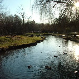 Greater Flamingo Pen at Martin Mere, 28/01/11