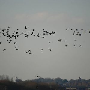 Pink-footed Geese at Martin Mere, 28/01/11