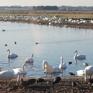 Whooper Swans (and Others) at Martin Mere, 28/01/11
