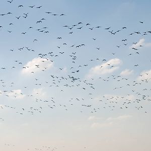 Pink-footed Geese at Martin Mere, 28/01/11