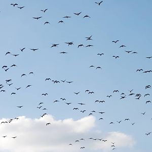 Pink-footed Geese at Martin Mere, 28/01/11