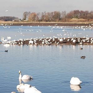 Whooper Swans at Martin Mere, 28/01/11