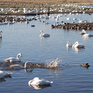 Whooper Swans at Martin Mere, 28/01/11