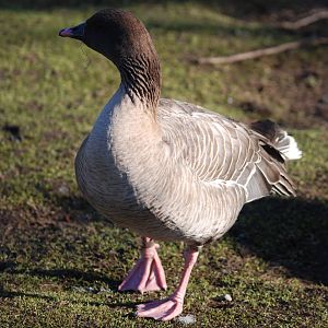 Pink-footed Goose at Martin Mere, 28/01/11