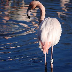 Greater Flamingo at Martin Mere, 28/01/11