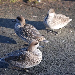 Marbled Teals at Martin Mere, 28/01/11