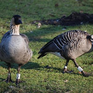 Hawaiian Geese (Ne-Nes) at Martin Mere, 28/01/11