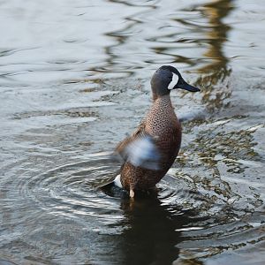 Blue-winged Teal at Martin Mere, 28/01/11