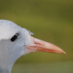 Blue Crane at Martin Mere, 28/01/11