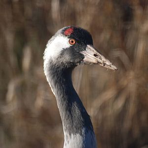 Common Crane at Martin Mere, 28/01/11