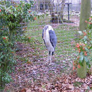 Marabou at Marwell Wildlife, 29 January 2011