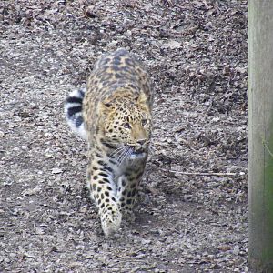 Kaia the Amur leopard at Marwell Wildlife, 29 January 2011