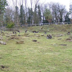 Walk-through Bennett's wallaby enclosure at Marwell Wildlife, 29 January 20