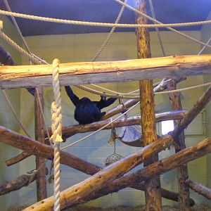 Siamang gibbon indoor housing at Marwell Wildlife, 29 January 2011