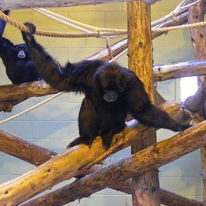 Siamang gibbons at Marwell Wildlife, 29 January 2011