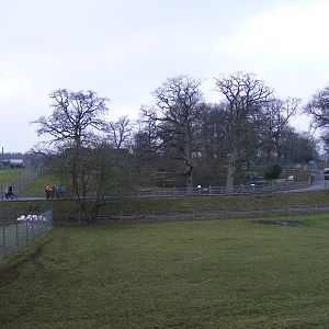 View across to cheetah enclosure at Marwell Wildlife, 29 January 2011