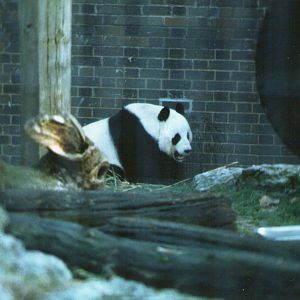 London Zoo february 1984