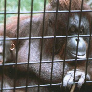 London Zoo february 1984