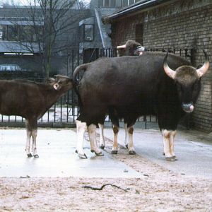 London Zoo february 1984