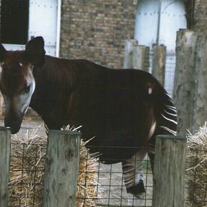 London Zoo February 1984