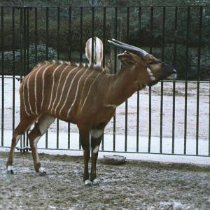 London Zoo February 1984