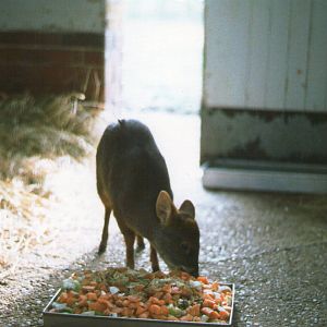 London Zoo February 1984