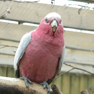 Roseate Cockatoo.