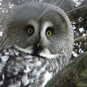 Great Grey Owl.