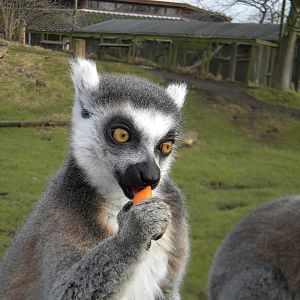 Ring Tailed Lemur.