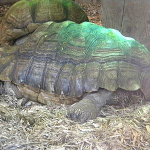 African Spurred Tortoise.