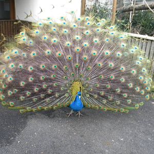Indian Peacock.