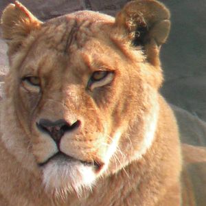 Jasmine the African Lioness