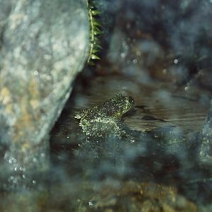Vietnamese Mossy Frog