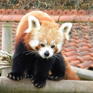 Red Panda Female.