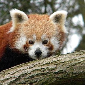 Red Panda Female.