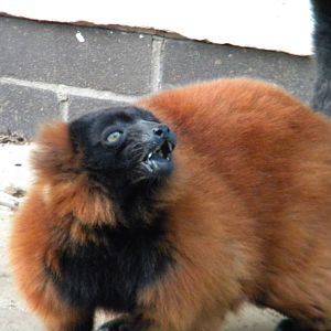 Red Ruffed Lemur.