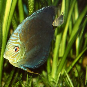 Turquoise Discus and baby Chester Zoo 24th November 2010