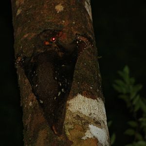Colugo