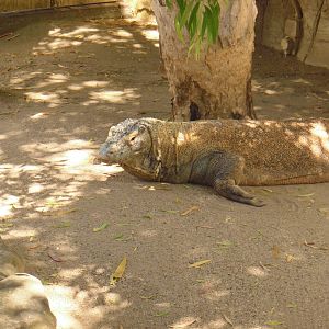 Komodo Dragon