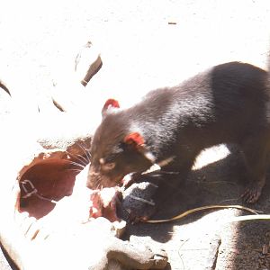 Tasmanian Devil