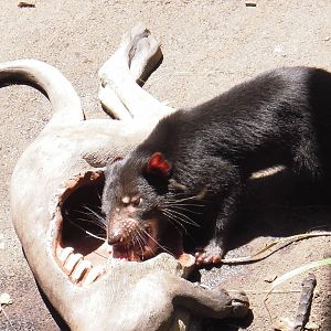 Tasmanian Devil