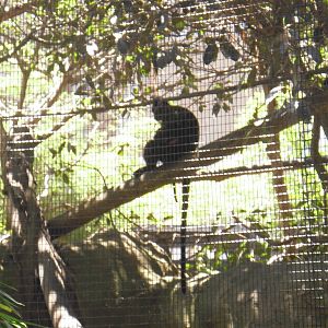 Francois langur with newborn