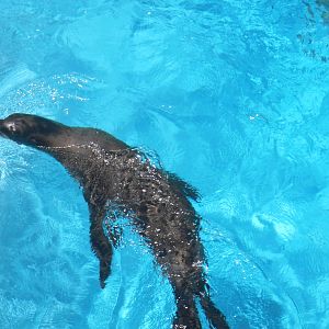 Sea Lion