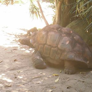 Aldabra Tortoise